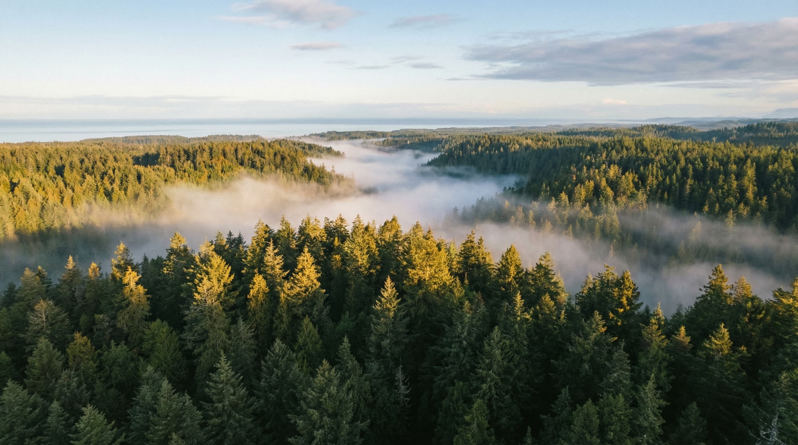 Aerial view of old-growth rainforest on Vancouver Island at dawn, morning mist in the valleys, golden light on the canopy